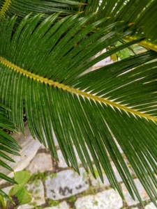 Sago palm fronds resemble those of palm trees. The glossy, pinnate leaves are typically about four to five feet long at maturity, and up to nine-inches wide.