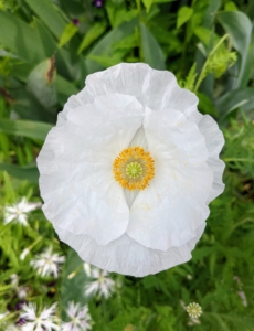 The flowers have four to six petals, many stamens forming a conspicuous whorl in the center of the flower and an ovary of two to many fused carpels.