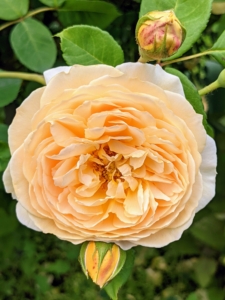 Here is another rose in a delicate pastel peach.