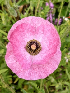 Poppies are flowering plants in the subfamily Papaveroideae of the family Papaveraceae. They produce open single flowers gracefully located on long thin stems.