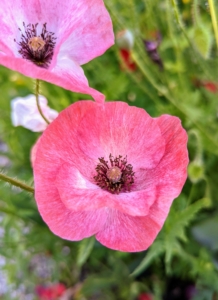 Papaver grows mainly in the northern hemisphere, including within the Arctic Circle, with one species found in southern Africa.