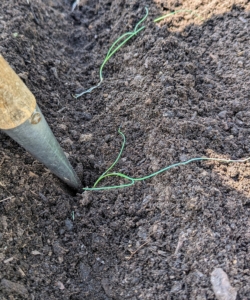 Using the dibber, Phurba carefully positions the plant with the root end down and pushes it into the soil about two-inches deep until all the roots are well covered.
