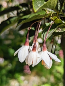 On both trees, each of the small, long-stalked flowers has five petals and prominent yellow stamens.