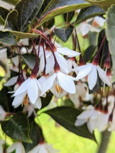 Its mildly scented flowers are white with brownish stems.