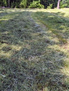 The best time is to start as soon as dew is off in the morning, which will maximize drying time. After it is cut, it is left to dry the rest of the day.