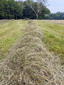 Here is a windrow ready to bale. All the windrows are lined up straight next to each other with enough room in between for the baler to maneuver properly around the field.