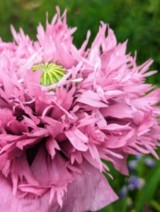 Poppies are an attractive, easy to grow flower in both annual and perennial varieties, and they come in nearly every color of the rainbow and can take on different forms like this more fluffy variety.