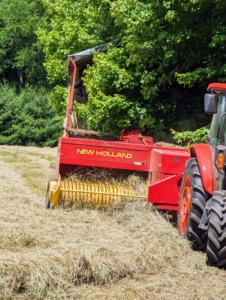 The tractor rides to one side of the windrow while the baler passes directly over it to collect the hay. All the hay is dry and passing through the machine smoothly. If the hay is properly dried, the baler will work continuously down each row. Hay that is too damp tends to clog up the baler.