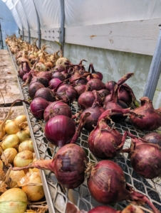 Every year we harvest lots of wonderful, fresh onions. it’s one of our favorite crops to pick here at my farm. The onion, Allium cepa, is the most widely cultivated species of the genus Allium.