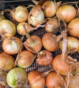 Onions require 90 to 100 days to mature from seed, which is around four months. We start seeding our vegetables shortly after the New Year and then in spring we transplant them into the garden.