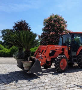 Our trusted Kubota M4-071 tractor – a vehicle that is used every day here at the farm to do a multitude of tasks - is used to deliver two more sago palms to the courtyard. These sago palms are already in pots.