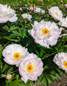 When I first planted my peony garden, I focused on pink varieties, and planted 11-double rows of 22-peony types. I chose the varieties for their colors, their forms and their long blooming periods.