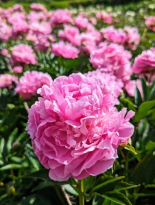 Right now, there are still rows and rows of gorgeous peony blooms - it's always a big treat for guests to see them.
