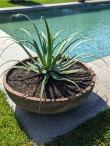 I always arrange and display my potted plants differently eery year. This season, the fan palms join potted Agave bracteosa, or Squid Agaves, around my pool's edge.