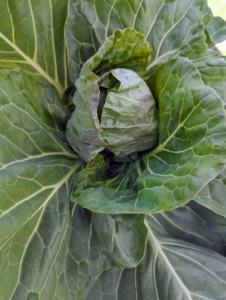 This is one of the many cabbages. To get the best health benefits from cabbage, it’s good to include all three varieties into the diet – Savoy, red, and green.