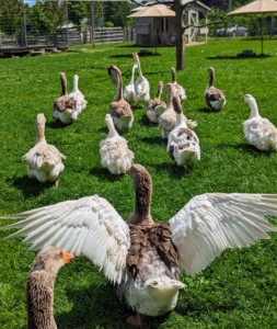 Adjacent to the peafowl pen is the goose pen. I’ve had Pomeranian guard geese for many years, but I also keep Sebastopol geese, Toulouse geese, African geese, and Chinese geese.
