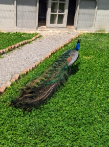 Next, a quick visit with my peafowl. I keep all my birds in large, protected enclosures because of the predators that sometime wander through the property.
