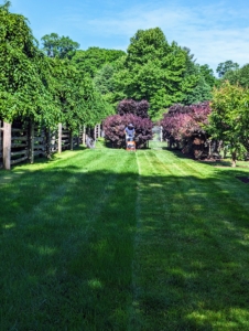 Another tip is to adjust the mower height throughout the growing season. Shift higher in summer and allow the grass to grow longer. Taller grass helps shade the soil, which prevents weed growth and slows water evaporation. Taller grass also develops deeper roots, which help the lawn to withstand drought better. In late autumn lower the cutting deck for the last mowing of the season to help prevent snow mold from forming on the grass.