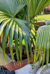 Mexican fan palms have large, three to five foot wide fronds that are palmate, meaning shaped like fans.