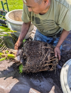 Here is the root ball once it is out of the pot. Fan palm trees, like other palm trees, have fibrous root systems that spread out horizontally.
