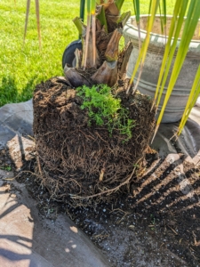 Here's another view of the root ball. Notice the base of the trunk of the palm. The Mexican fan palm, Washingtonia robusta, and California fan palm, Washingtonia filifera, come from the same family and look very similar. One main difference is the Mexican fan palms have much slimmer trunks that grow taller than its cousin.