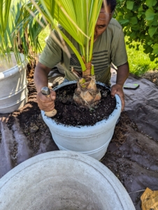 There were three fan palms that needed repotting into more suitable containers. Pete starts by running a hori hori knife around the inner edge of the pot to loosen the palm's root ball.
