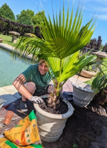 Here's Ryan stopping for a quick photo as he tamps down lightly around the base of the palm to make sure there is good contact between the soil and the plant.