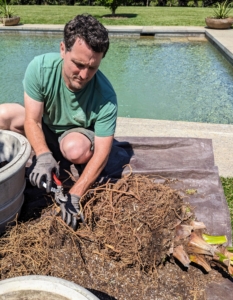 Ryan trims and scarifies the root ball to stimulate growth and to ensure the roots can spread in the pot and absorb nutrients from the soil. Teasing roots apart before planting is a good practice for all plants.