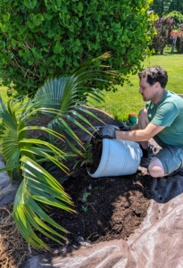 Here's Ryan removing another palm from its old pot. Notice he is working on a tarp. Doing this helps to contain all the plant debris and any dropping soil and saves a lot of time in cleaning up.