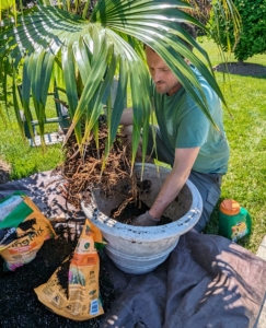 Ryan places the fan palm in the container, making sure it is planted as deep as it was in its previous pot and about an inch under the rim of the new pot.