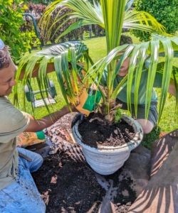 The palm is placed into its new container and Pete adds more soil mix to just under the rim of the planter. This is also a good tip - filling to just under the rim will prevent soil from falling out when the plant is watered.