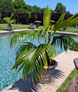 These Mexican fan palms prefer full sun to partial shade - they will do well here pool side until they are brought back into their designated hoop house in the fall.