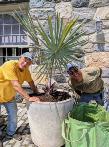 On the other side of the courtyard, Fernando and Pete pot up a Bismarkia palm, Bismarckia nobilis, which grows from a solitary trunk, gray to tan in color, and slightly bulging at the base.