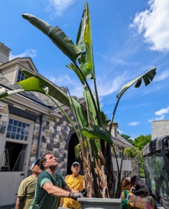 This tall specimen is a Bird of Paradise, Strelitzia nicolai, a species of evergreen tropical herbaceous plant with gray-green leaves. These plants have actually evolved to create splits along their lateral leaf seams to allow the wind to pass by. In doing so, they eliminate the risk of being snapped in half by strong tropical gusts.