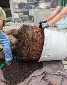 Next, it is carefully removed from the pot onto a tarp. It is always a good idea to work on a tarp to keep cleanup easy.