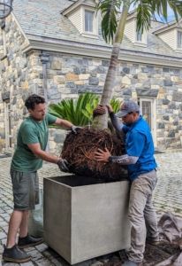 The king palm is gently raised and placed into the square urn. It is quite heavy.
