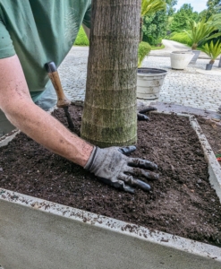 Once filled, Ryan tamps down on the soil, so there is good contact. This palm will remain here until the fall when it is removed from the pot and stored in its designated hoop house.