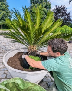And here's Ryan potting up a sago palm. for some of these plants, it is easier to plant the actual pot within the urn - this saves time and soil. I have many, many cycads. The sago palm, Cycas revoluta, is a popular houseplant known for its feathery foliage and ease of care. Native to the southern islands of Japan, the sago palm goes by several common names, including Japanese palm, funeral palm, king sago or just plain sago palm.
