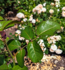The leaves of the rose are described as “pinnate” – meaning there is a central rib and then leaflets off to each side, with one terminal leaflet. Rose leaves can have anywhere from two to 13 leaflets. And rose stems are often armed with sharp prickles – they aren’t thorns at all. Unlike a thorn, a prickle can be easily broken off the plant because it is really a feature of the outer layers rather than part of the wood, like a thorn.