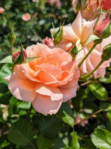Garden roses are mostly grown as ornamental plants and bloom for several weeks. Here at the farm, I often see roses flowering through summer and sometimes even into fall.