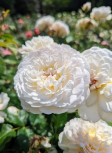 Given the right care, healthy roses can bloom all the way until early fall.