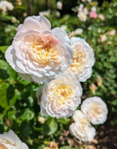 We planted floribunda roses, hybrid tea roses, and shrub roses. These are a soft creamy pink and yellow color.