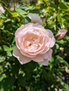 Garden roses are mostly grown as ornamental plants. They are among the most popular and widely cultivated groups of flowering plants, especially in temperate climates.