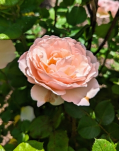 When watering roses, give them the equivalent to one-inch of rainfall per week during the growing season.