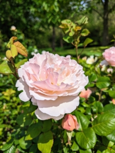 Don't forget to feed. As I often say, if you eat, so should the plants. Keep roses well-fed with a slow release formula specifically for roses.