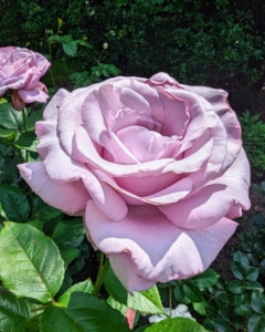 When selecting a location, plant roses in a sunny spot where they can get at least six hours of sun and good drainage.