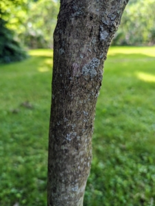 And the bark is smooth and has orange-brown interlacing fissures that are more noticeable as it matures.
