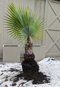 I knew two of my bigger Bismarck palms would look great in the square planters from ePlanters. They come in a dark cement gray color, but I painted them Bedford gray to match the exterior of my houses.
