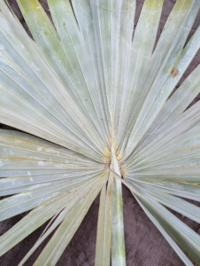 These are the wide silver green leaves of the Bismarck palm, Bismarckia nobilis. It is among my favorite palms and I have several in my collection.