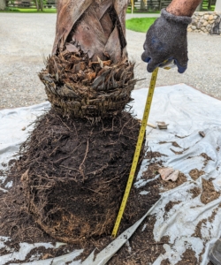 Phurba measures the length of the root ball to determine how deep it should sit in the pot.